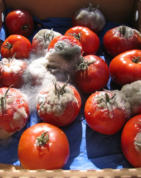 rotten-tomatoes.jpg